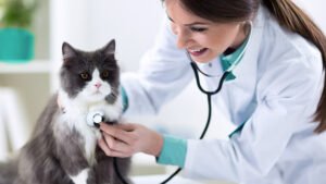 CityU Veterinary Medicine Admissions 2026 Requirements, 香港城市大學獸醫學入學要求 2026, 香港城市大学兽医学入学要求 2026