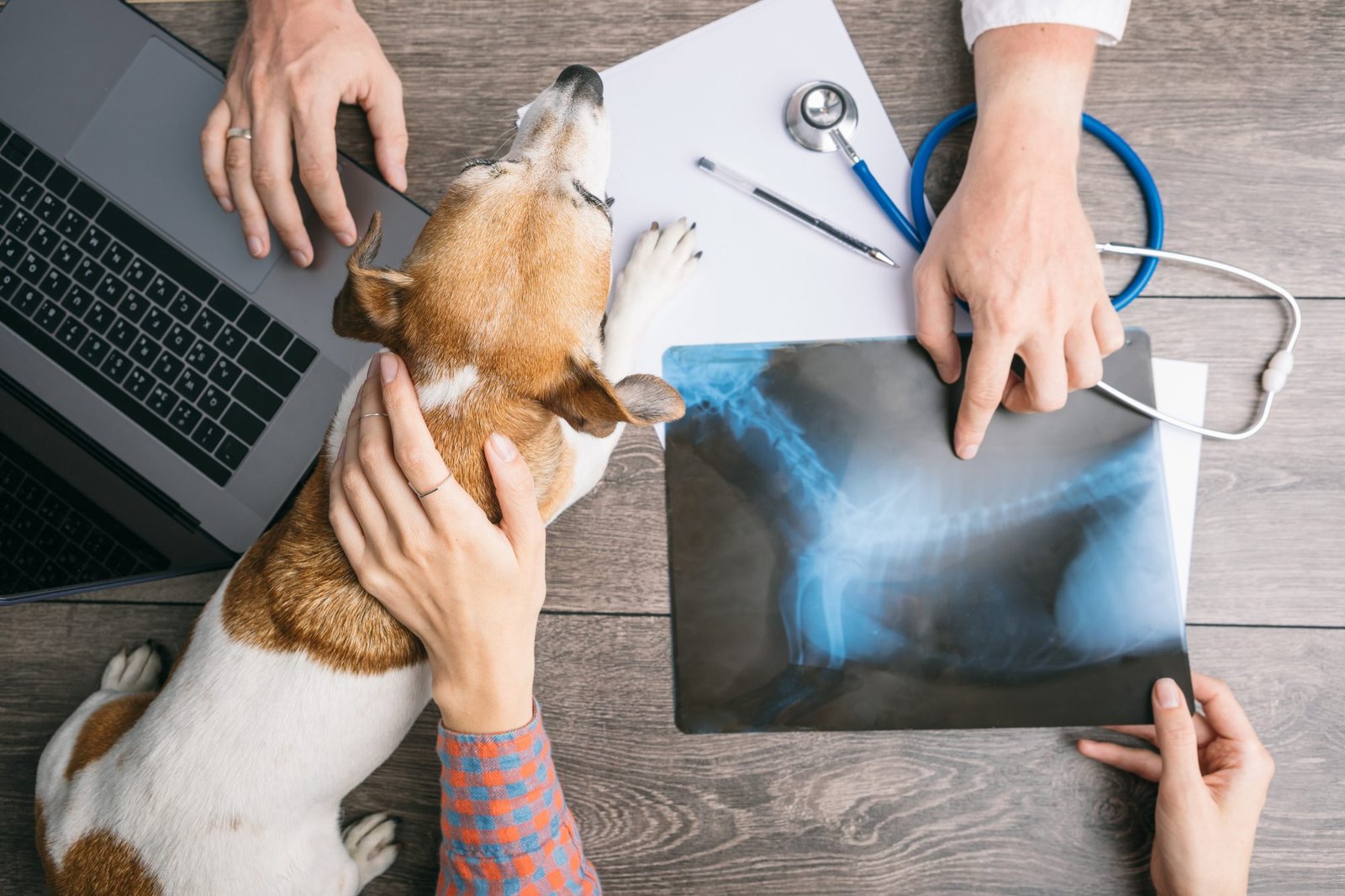 CityU Veterinary Medicine Admissions 2026 Requirements, 香港城市大學獸醫學入學要求 2026, 香港城市大学兽医学入学要求 2026